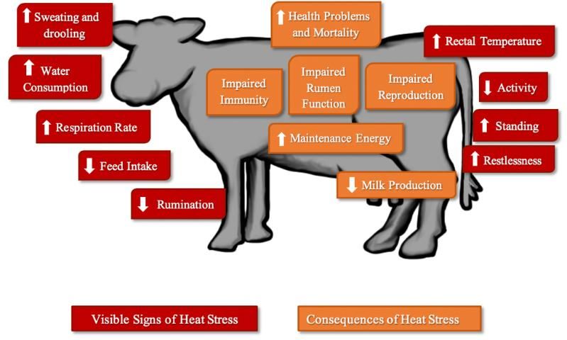 Figure 2. Visible signs and consequences of heat stress in dairy cows.