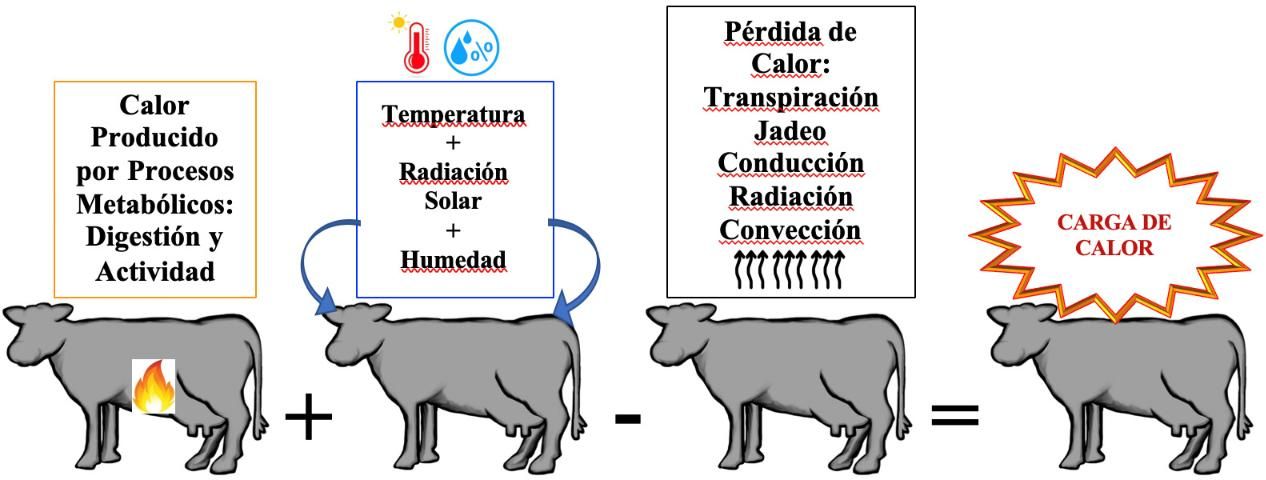 Figure 1. Para evaluar el estrés térmico en vacas lecheras se utiliza el Índice de Temperatura y Humedad, que se calcula en base a la temperatura ambiente y la humedad relativa.