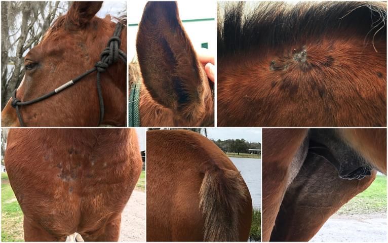 Figure 1. This itchy, allergic horse has patches of hair loss, scabs, and little lumps on his skin, all of which may indicate he is allergic to something. The areas affected suggest that he's allergic to insect bites possibly 