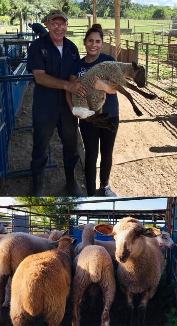 Figure 1. Florida Native sheep with researchers from the University of Florida: Owen Rae, professor, College of Veterinary Medicine; and Zaira Estrada Reyes, PhD, Department of Animal Sciences.