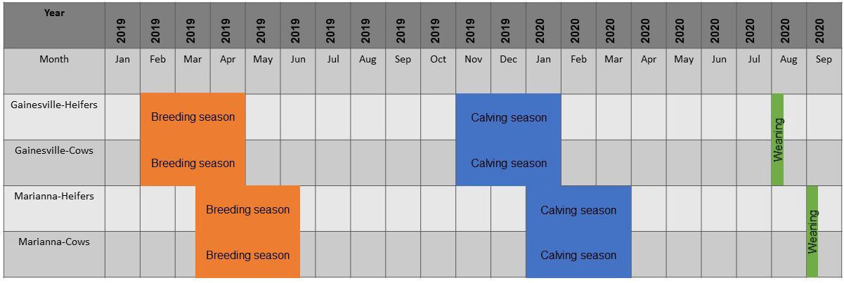 Calendar distribution of the breeding season (orange), calving season (blue), and weaning (green bar) on the UF/IFAS beef herds. In both herds, the breeding season starts when females are artificially inseminated, following a synchronization protocol (Figure 2). Bulls are introduced a few days after AI (Table 1) and removed at the end of the breeding season. The calving season is consistent with the average gestation length in cattle (283 days). Because all females are inseminated on day 1 of the breeding season, AI calves are born first and calves from natural service follow. 