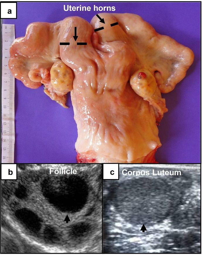 Illustration of structures examined during an RTS evaluation. (a) Image of a bovine reproductive tract (partial). The diameter and tone of the uterine horns are estimated by rectal palpation. The dashed lines indicate the position in which the diameter of uterine horns is estimated. (b–c) Ultrasonographic scan images of bovine ovaries showing (b) follicles (black circular structures) and (c) the corpus luteum (dark gray, circular structure). 