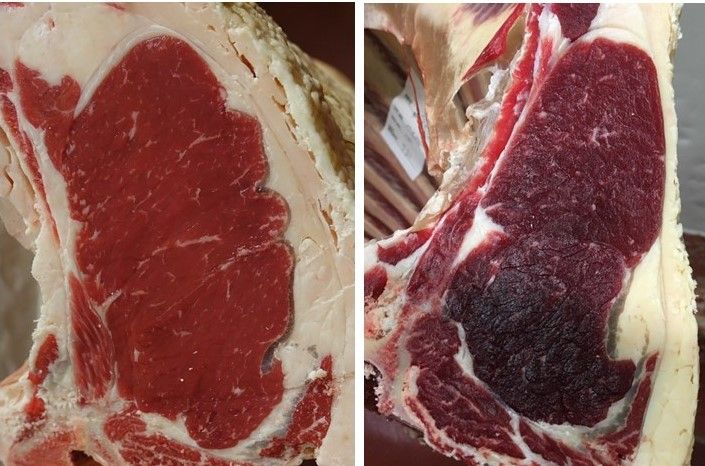 Variation in color of exposed ribeye. Ideally, beef is bright cherry red (left), whereas dark cutting beef (right) appears dark red to dark purplish-red. 