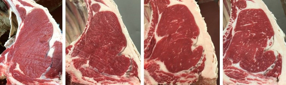 Intramuscular fat (marbling) in the ribeye contributes to juiciness and flavor. Images are representative of (left to right) trace, slight, small, and modest marbling. If carcasses were A maturity, these degrees of marbling would correspond to Standard, Select, Low Choice, and Average Choice (upper 2/3 Choice), respectively. 