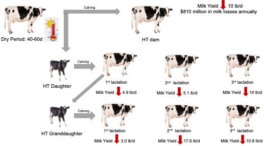 Diagram of heat stress effect during late gestation. Daughters and granddaughters born from heat-stressed dams produced less milk up to 35 weeks postpartum in all three lactations. 