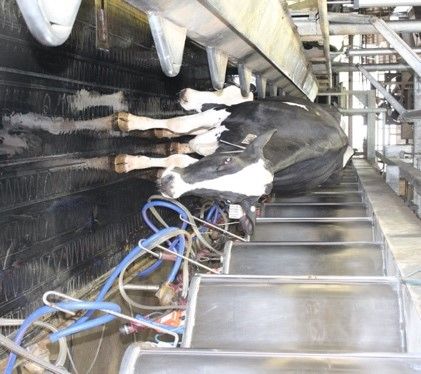 Provide a clean, safe, and stress- free environment for the cows entering the parlor. *Process a full line of cows at a time.