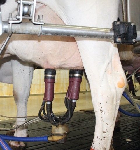 Attach the unit 1 to 2 minutes after first touching the udder. Adjust the unit properly so that it hangs squarely beneath the udder. *Re-attach units that fall off as soon as possible so cows are completely milked!