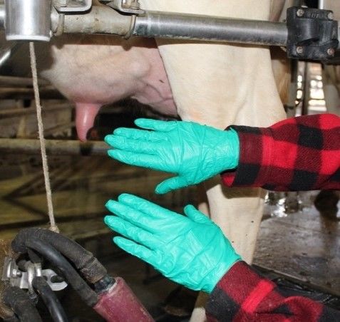 Wear gloves and wash/change them regularly during milking. Avoid milk contact on gloves; if that occurs, change them.