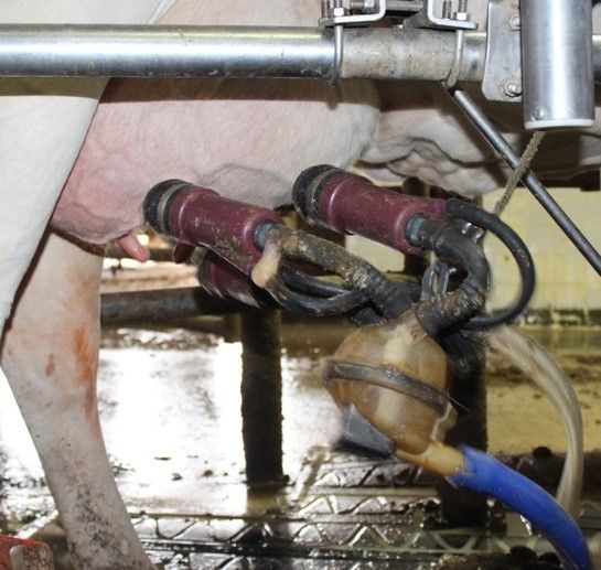 Automatic take-offs release the unit when milking is finished. When re- moving manually, shut the vacuum off before removing unit to avoid injuries. *Do not overmilk!