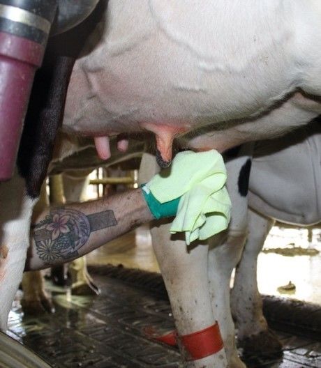 Strip each teat 2 to 3 times. Check for milk abnormalities such as flakes, clots, or watery appearance. Use a single-use towel to wipe each teat, using a downward twisting motion to dry and remove dirt and pre-dip solution.