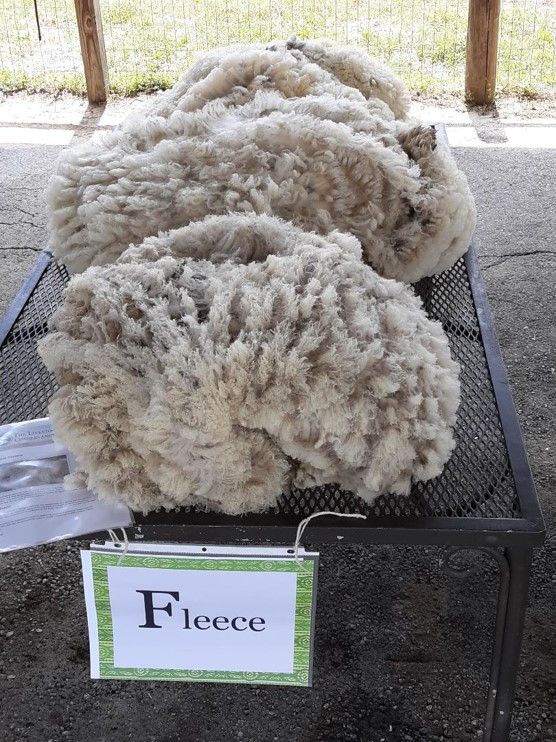 Fleece rolled before skirting to show characteristics of the fiber.