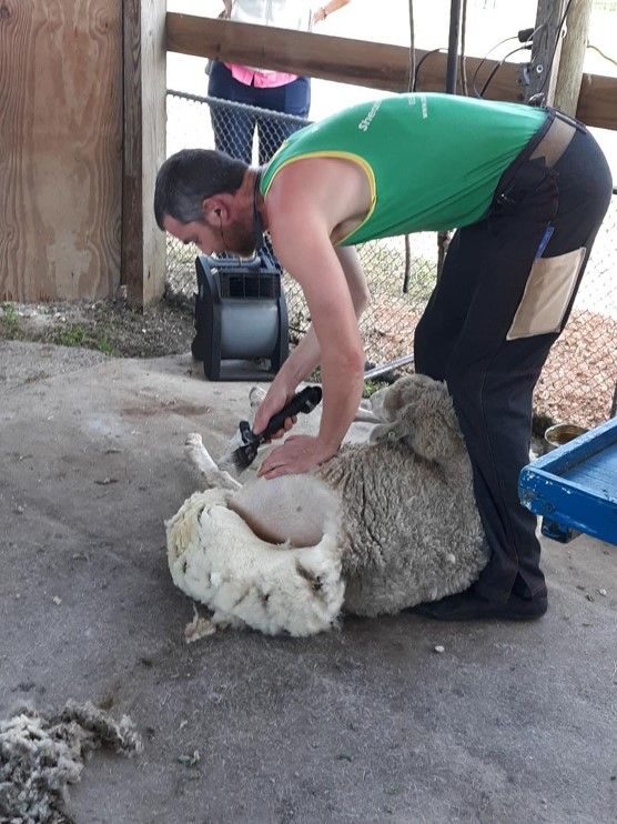 Shearing a sheep. 