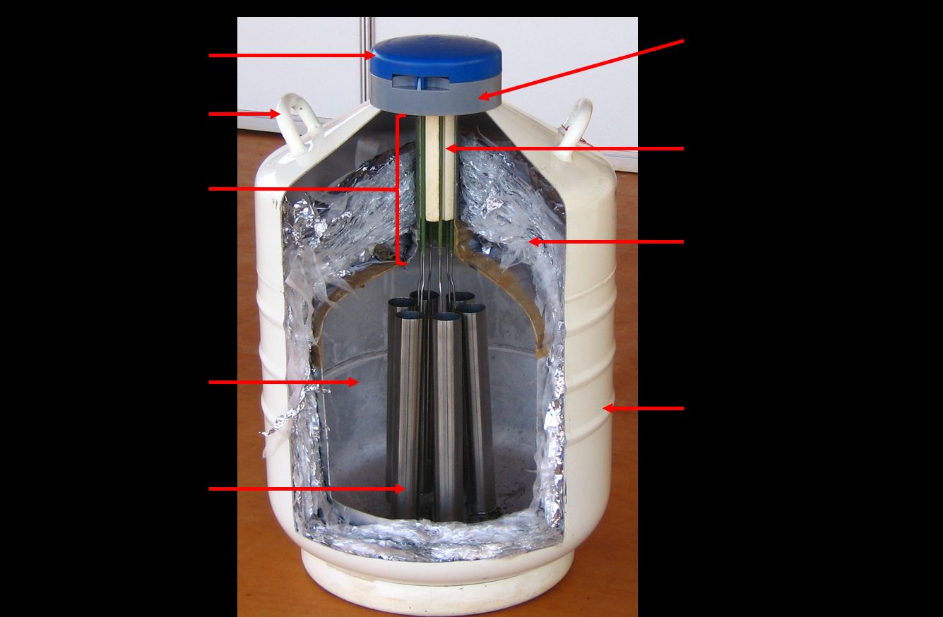 The inner structure of the liquid nitrogen storage tank. 