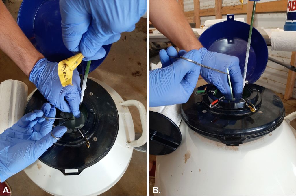 Proper semen handling technique. A. Semen straw removal near to the neck of the storage tank. B. Use of tweezers and gloves for semen quality and technician safety. 