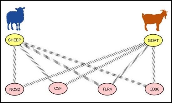 Gene network for the shared genes observed under selection in sheep and goats. Some similar mechanisms are conserved between species and these are related to NOS2, CSF, TLR4, and CD86 genes. 