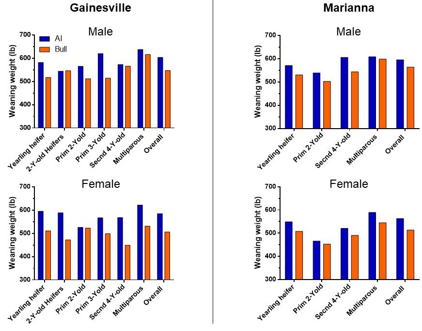 Weaning weights (unadjusted) for male and female calves from both the Gainesville (left panels) and the Marianna (right panels) herds, for each female category. Blue bars correspond to calves born from AI and orange bars correspond to calves sired by natural service.