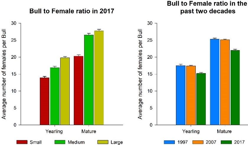 Average number of females (cows and heifers) exposed per bull in 2017 for small, medium, and large operations (left panel), and in 1997, 2007, and 2017 (right panel).