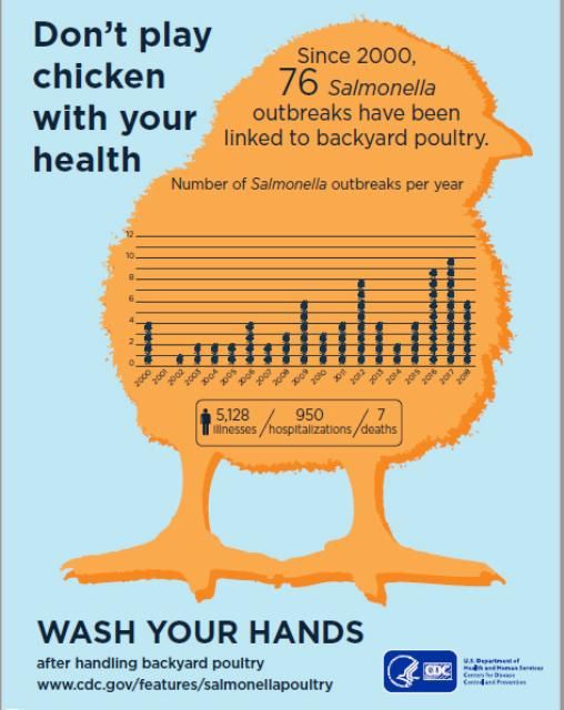 Las gallinas pueden portar Salmonella, lo cual ha resultado en un aumento en enfermedades y muertes en los últimos años. 