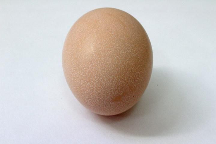 Las cáscaras de huevo contienen poros que pueden permitir el ingreso de microbios. 
