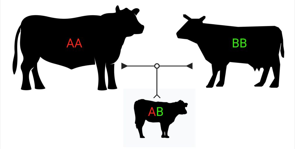 Parent verification tests allow the confirmation of a calf’s sire and dam through the use of DNA technologies. Calves must contain genetic information from both parents. During parent verification, several SNPs are tested. 