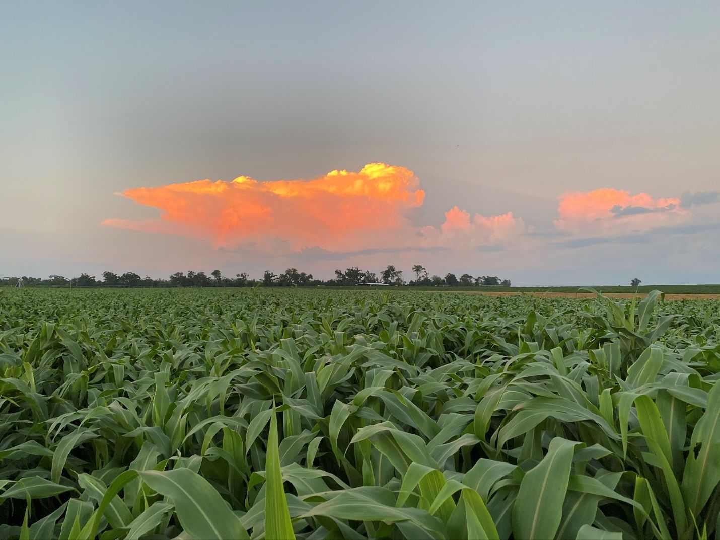 A picture containing plant, grass, agave, field

Description automatically generated