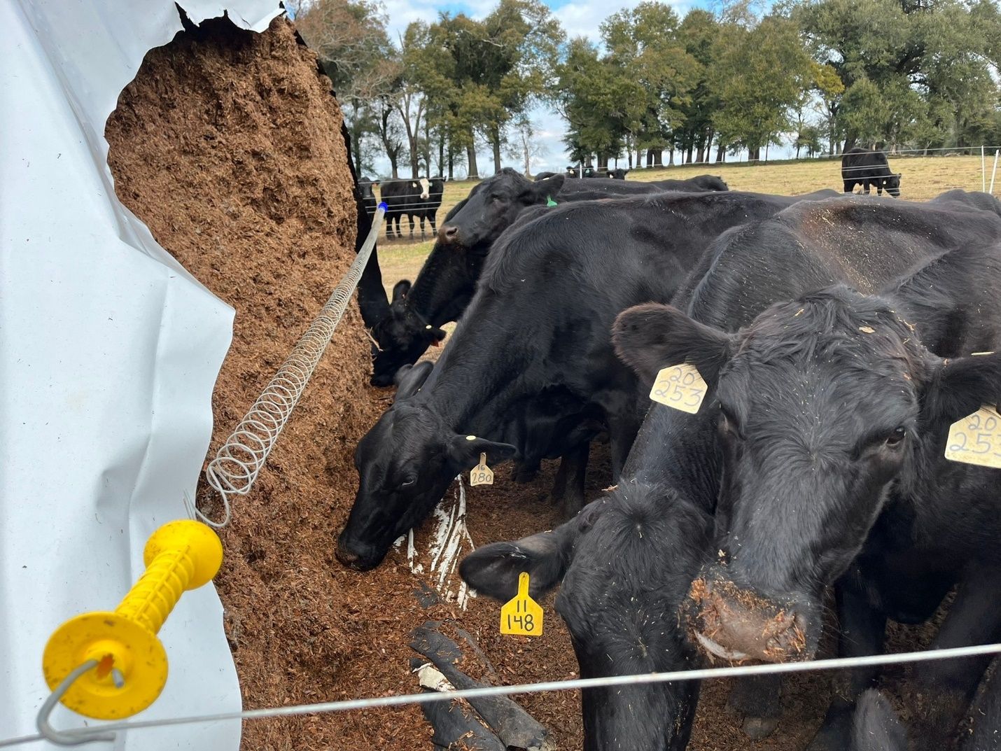A group of cows eating dirt

Description automatically generated