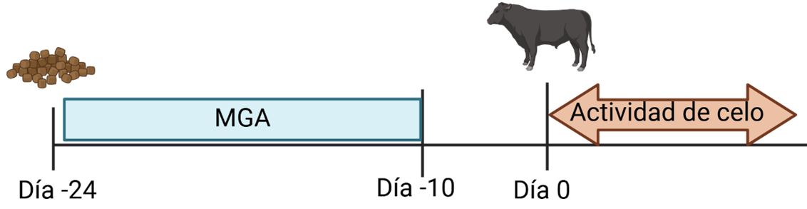 Diagrama con un diseño de línea de tiempo que ilustra un proceso. En el lado izquierdo, hay pequeñas formas similares a gránulos marrones, que probablemente representan comida para ganado. A la derecha, una barra rectangular de color azul claro con "MGA" escrito en ella se extiende horizontalmente a lo largo de parte de la línea de tiempo. Más a la derecha, una silueta de vaca negra está posicionada en el medio. Una flecha naranja de doble punta etiquetada como "Actividad de celo" se extiende desde la vaca hacia el extremo derecho de la línea de tiempo. La línea de tiempo tiene líneas verticales que la dividen en secciones.