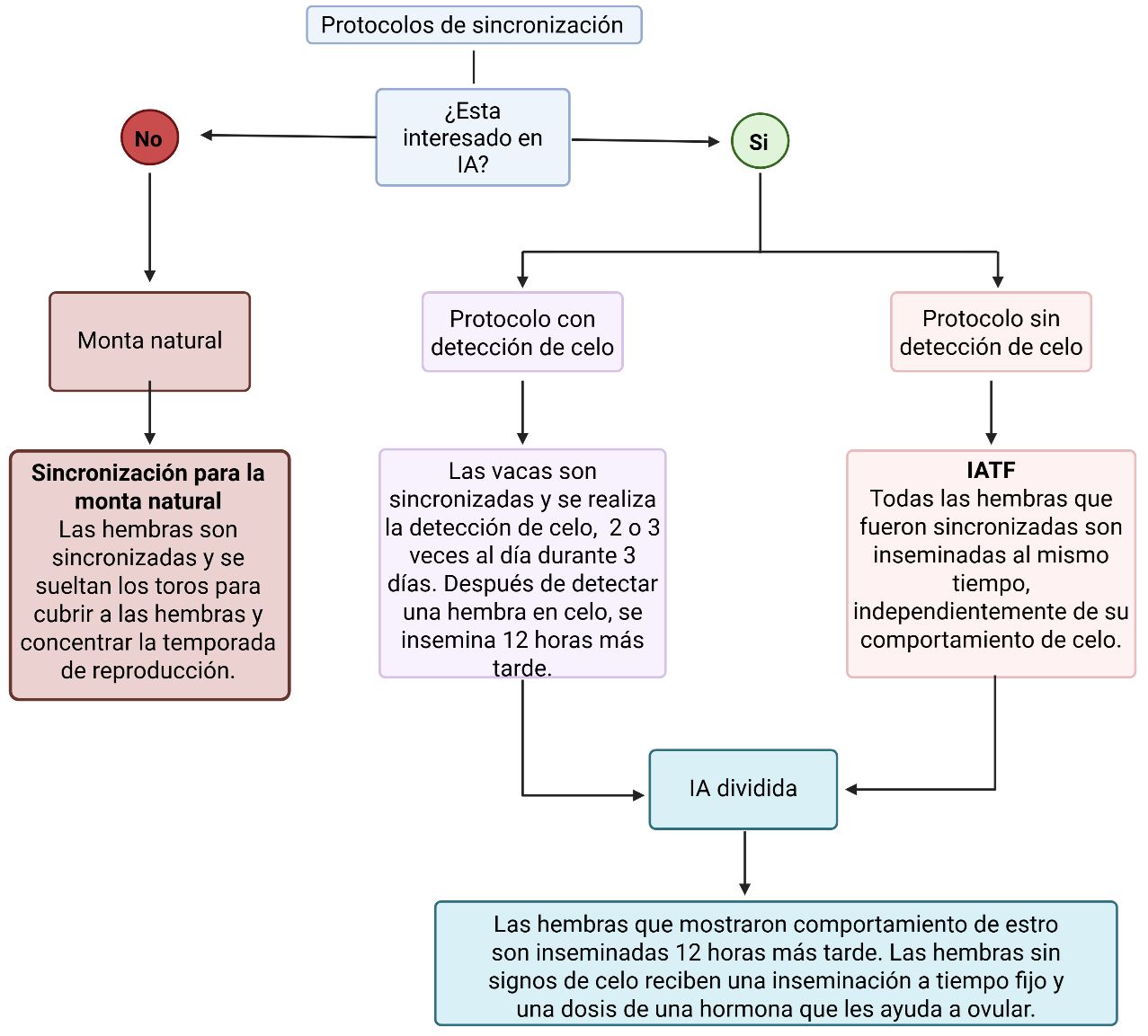 Diagrama que muestra un árbol de decisión para orientar en la selección del protocolo de sincronización de celo más adecuado.