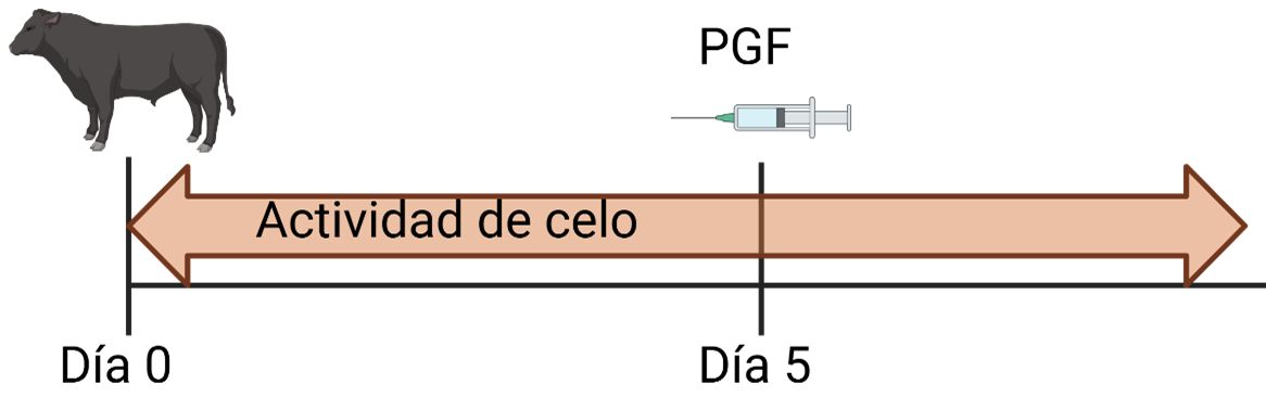 Ilustración que presenta una línea de tiempo horizontal con una flecha naranja etiquetada como "Actividad de celo", señalando de izquierda a derecha. A la izquierda, hay una silueta negra de una vaca. Sobre la línea de tiempo, se representa una jeringa en el punto medio. La línea de tiempo tiene marcas de verificación verticales en ambos extremos y en la posición de la jeringa, representando diferentes intervalos etiquetados como "Día 0" y "Día 5".