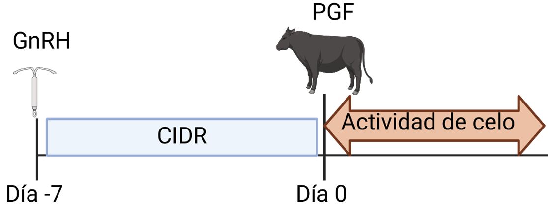 Diagrama que ilustra una línea de tiempo relacionada con el protocolo de sincronización de celo para servicio natural de CIDR. En el lado izquierdo, hay un ícono que parece un dispositivo de transferencia de embriones de ganado. Al lado de esto, hay un rectángulo azul horizontal etiquetado como "CIDR." A la derecha, una flecha naranja etiquetada "Actividad de celo" apunta hacia la derecha, indicando una transición. Sobre la flecha, hay una silueta de una vaca colocada en el medio del diagrama.