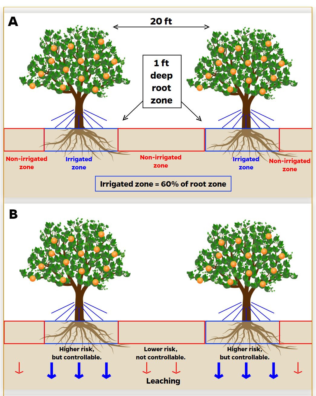 Irrigated and nonirrigated zones in a citrus grove have different leaching potentials that depend on irrigation scheduling and fertilizer placement.