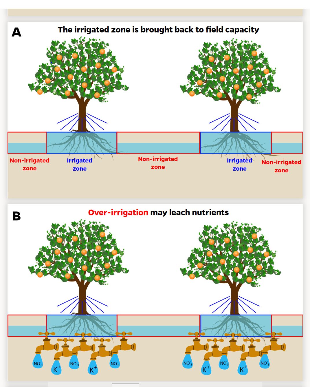 (A) The citrus grove after irrigation returns the wetted zone to field capacity. Note that the nonirrigated zone contains very little available water (top). (B) Excessive irrigation leaches mobile nutrients like nitrate or potassium (bottom).