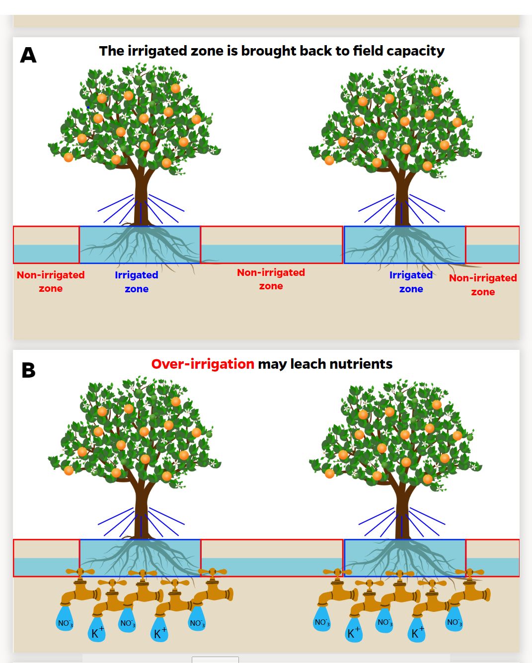 Graphic shows spacing between citrus trees area with a lower water line that is the non-irrigated zone, and the irrigated zones leach nitrate or potassium.