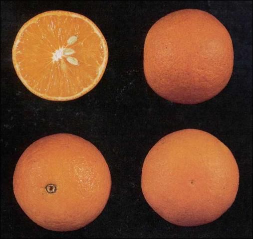 Figure 1. The Page grapefruit-tangerine hybrid