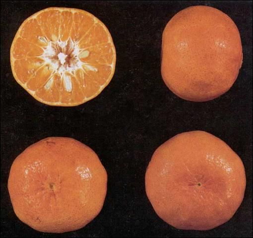 Figure 1. Robinson tangerine.