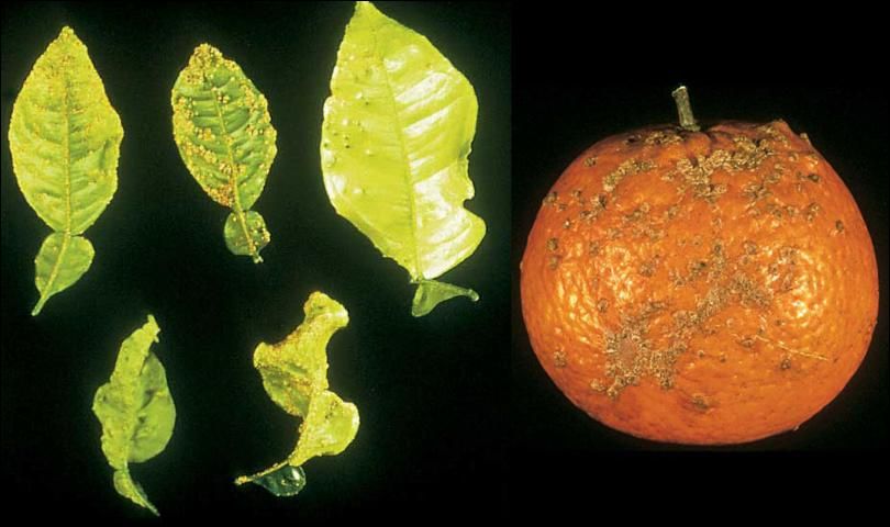 Figure 2. Scab on foliage and fruit.