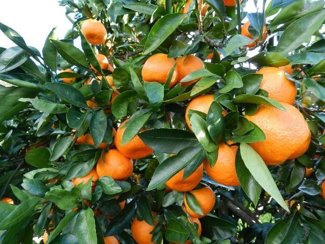 Mature satsumas ready for harvest.