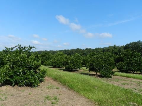 A satsuma orchard in north Florida.
