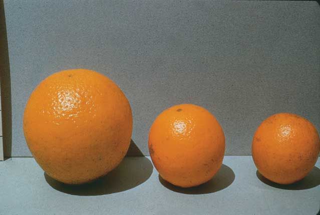 Figure 5. Potassium deficiency (3 levels of K deficiency with the smallest fruit being the most deficient.)