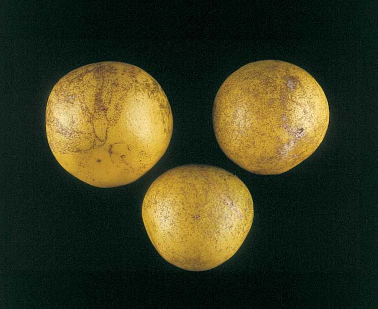 Figure 5. Melanose on fruit.