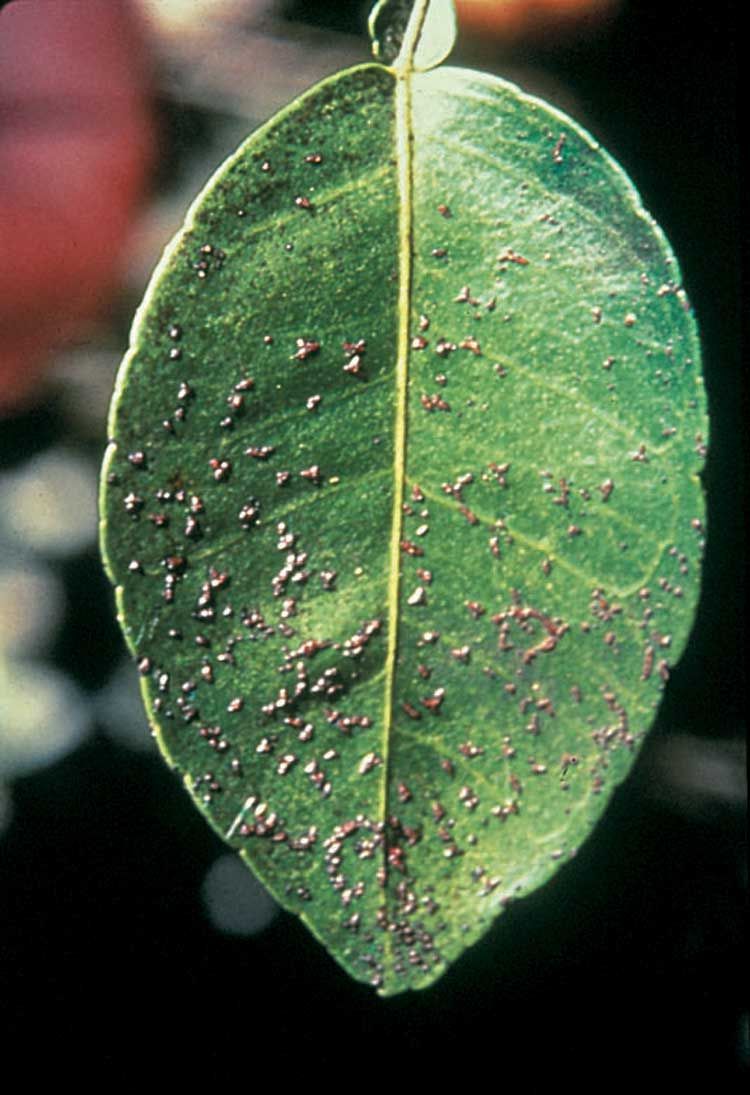 Figure 6. Melanose on leaves.