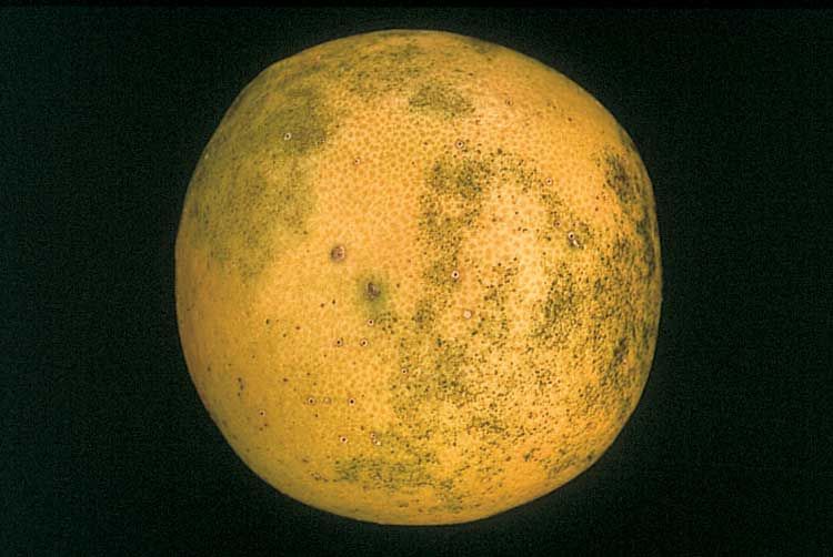 Figure 2. Greasy spot rind blotch on grapefruit.