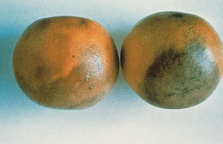 Figure 12. Brown rot on fruit.