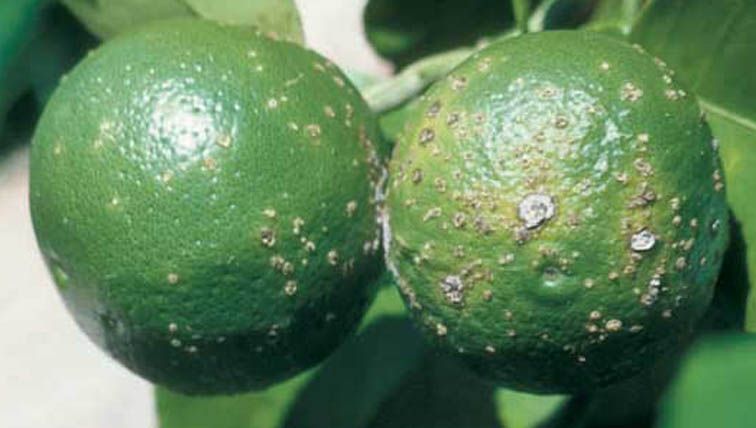 Figure 13. Citrus canker lesions on fruit.