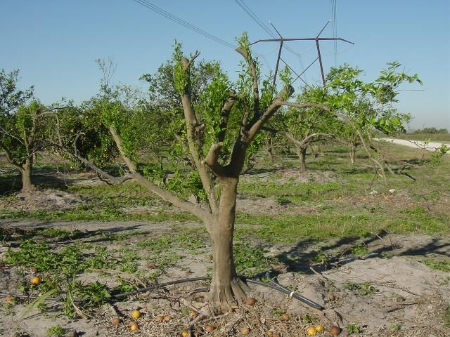 Figure 2. Pruning and resetting a tree to an upright position.