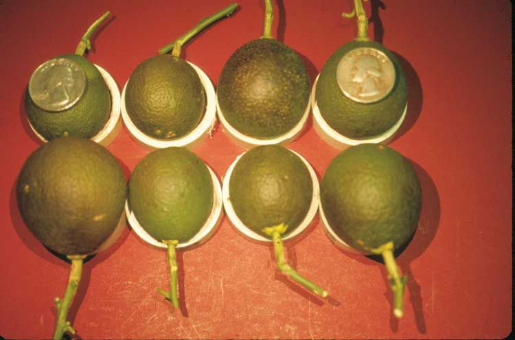 Figure 6. Early damage to 'Valencia' oranges caused by pink citrus rust mite.