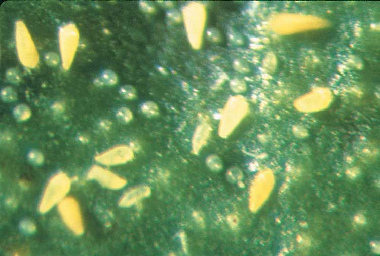 Figure 1. Citrus rust mite and eggs.