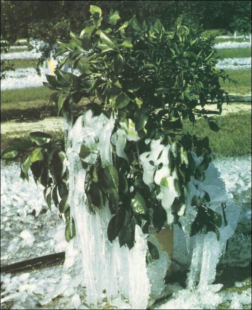 Figure 1. Ice on young citrus as a result of microsprinkler irrigation for freeze protection.