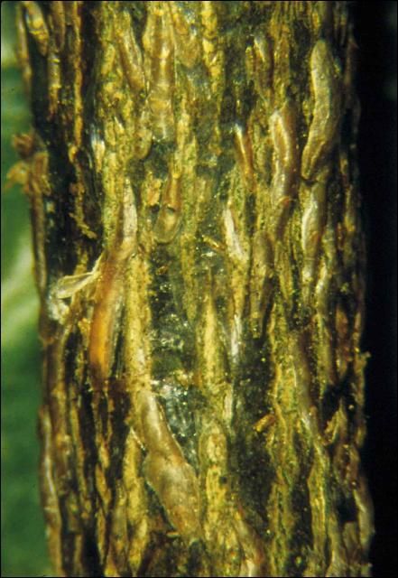 Figure 3. Glover scales on bark.