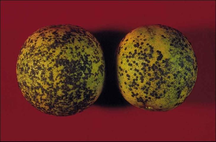 Figure 7. Florida red scale on fruit.